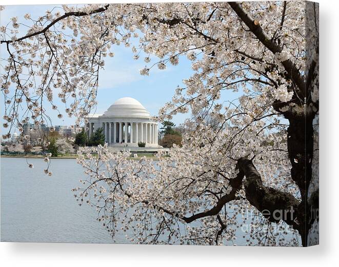 Cherry Blossoms Canvas Print featuring the photograph Cherry Blossoms by Cathy Alba