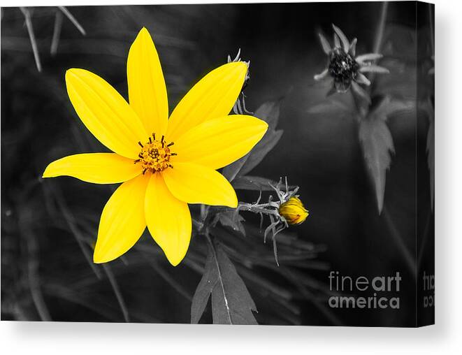 Mary Carol Story Canvas Print featuring the photograph Chokeweed - Selective Color by Mary Carol Story