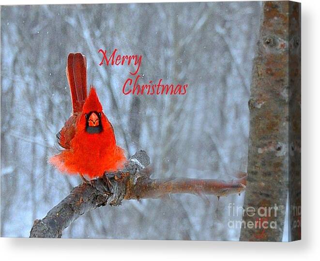  Nature Canvas Print featuring the photograph Christmas Red Cardinal by Nava Thompson