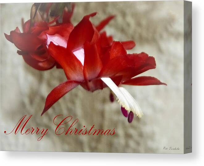 Christmas Canvas Print featuring the photograph Christmas Red Beauty Card by Pete Trenholm