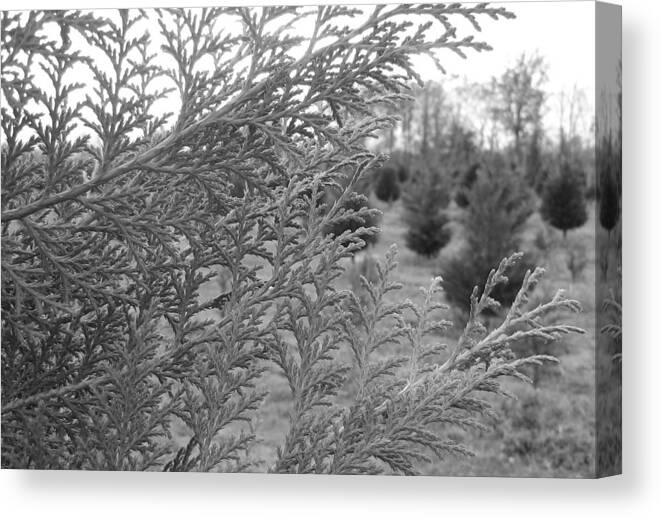 Trees Canvas Print featuring the photograph Christmas Trees by Beth Vincent