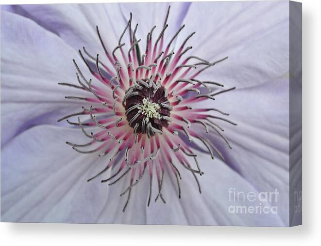  Canvas Print featuring the photograph Close Clematis by Sharron Cuthbertson