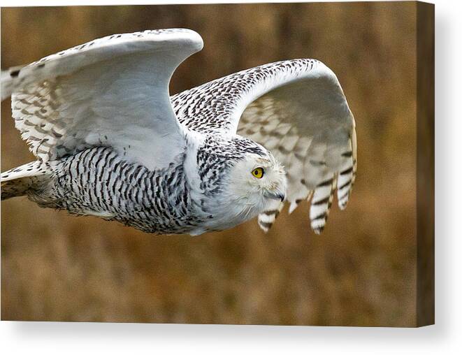 Owl Canvas Print featuring the photograph Close-Up Fly By by Shari Sommerfeld