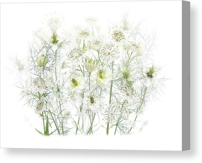 Flowerbed Canvas Print featuring the photograph Close-up, High-key Image Or White by Jacky Parker Photography