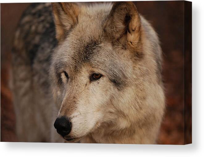 Wolf Canvas Print featuring the photograph Close Up by Lori Tambakis
