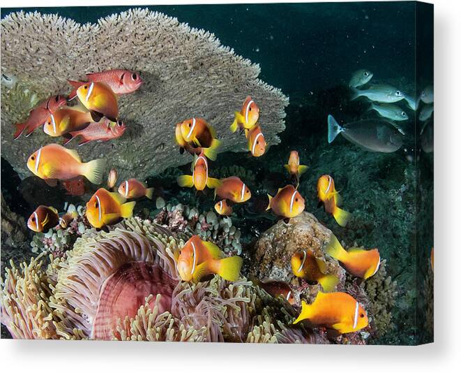 Underwater Canvas Print featuring the photograph Clown Fish by By Wildestanimal