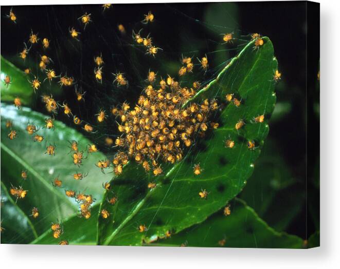 Spider Canvas Print featuring the photograph Cluster Of Spiderlings In Warning Colours On A Web by Adam Hart-davis/science Photo Library