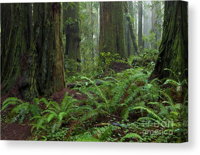 00559270 Canvas Print featuring the photograph Coast Redwoods And Ferns In Redwood by Yva Momatiuk and John Eastcott