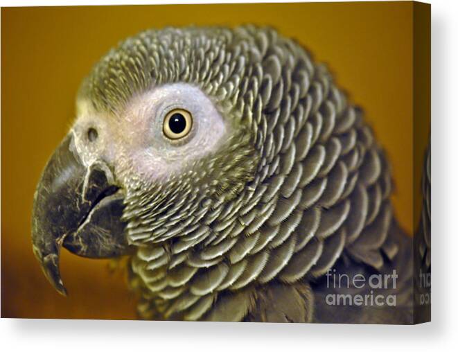 Bird Canvas Print featuring the photograph Coco by PatriZio M Busnel