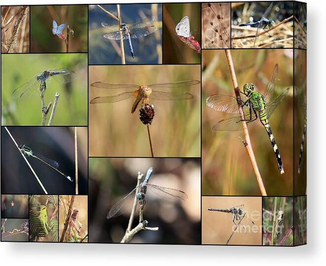 Dragonfly Canvas Print featuring the photograph Collage Marsh Life by Carol Groenen