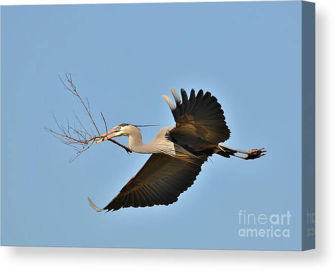 Heron Canvas Print featuring the photograph Collecting Nest Materials by Kathy Baccari