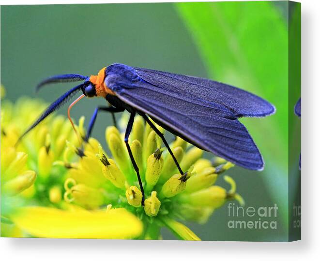 Bugs Canvas Print featuring the photograph Color Me Blue by Geoff Crego