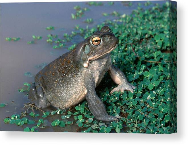 Adult Toad Canvas Print featuring the photograph Colorado River Toad by Karl H. Switak