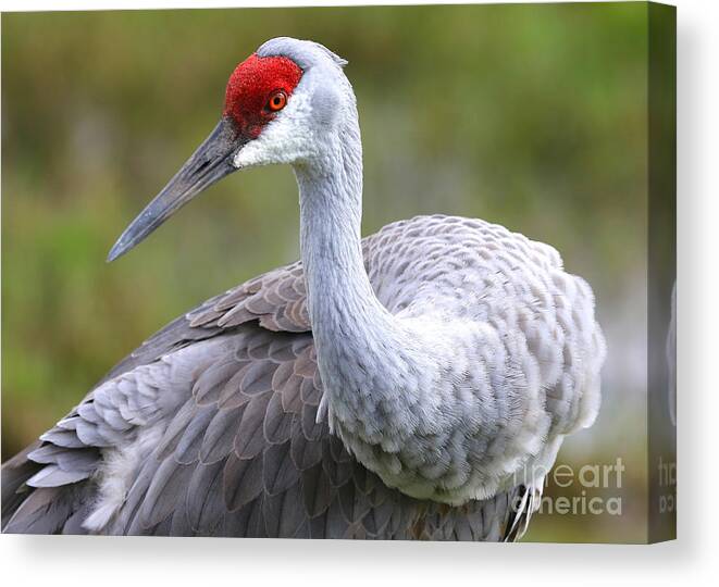 Sandhill Canvas Print featuring the photograph Colorful Sandhill by Carol Groenen