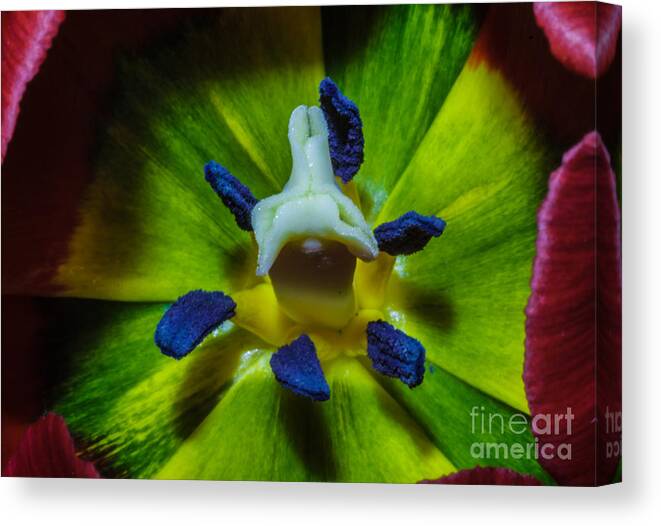 Colors Of Spring Canvas Print featuring the photograph Colors Of Spring by Mitch Shindelbower