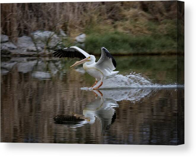 Pelican Canvas Print featuring the photograph Coming In by Betty Depee