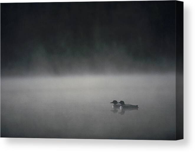 Feb0514 Canvas Print featuring the photograph Common Loons On Misty Lake Wyoming by Michael Quinton