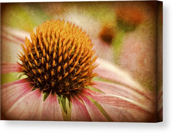 Flower Canvas Print featuring the photograph Coneflower by Kelly Nowak