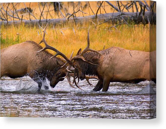 Elk Canvas Print featuring the photograph Locking Up by Aaron Whittemore