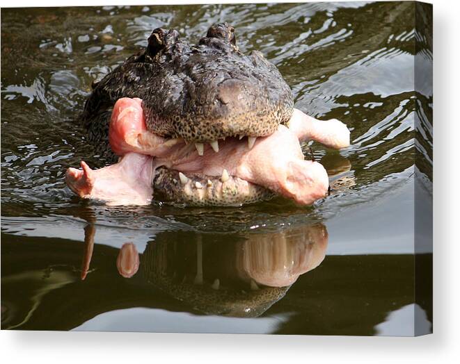 Gatorland Canvas Print featuring the photograph Contented by David Nicholls