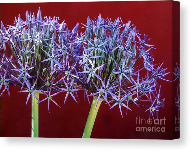 Flowers Canvas Print featuring the photograph Flowering Onions by Roselynne Broussard