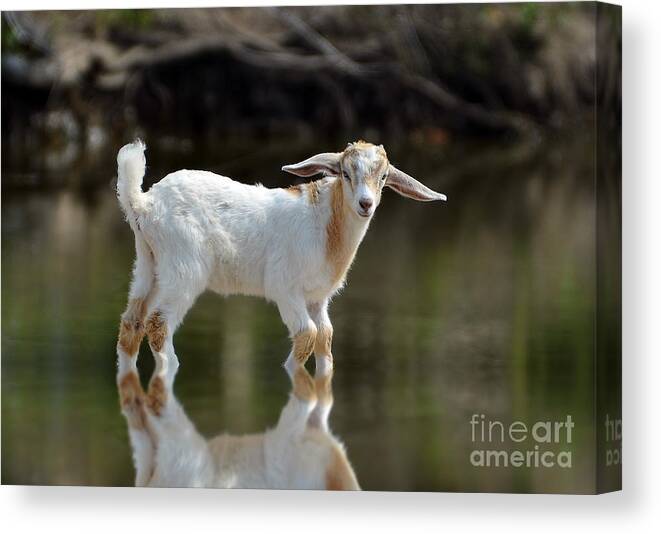 Goat Canvas Print featuring the photograph Cooling Down In A Pond by Kathy Baccari