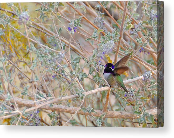 Hummers Canvas Print featuring the photograph Costas Country by Lynn Bauer
