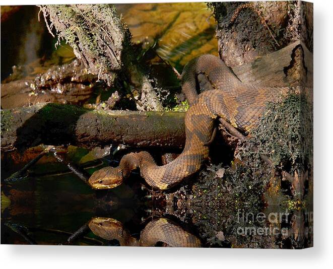 Cottonmouth Snake Canvas Print featuring the photograph Cottonmouth In The Cypress Swamps by Kathy Baccari