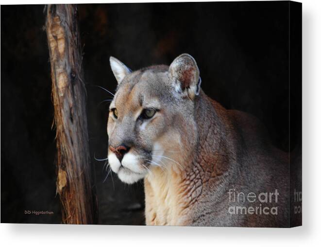 Cougar Canvas Print featuring the photograph Cougar Fascination by DiDi Higginbotham