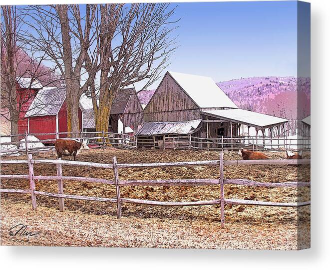 Jenne Farm Canvas Print featuring the digital art Cows at Jenne Farm by Nancy Griswold