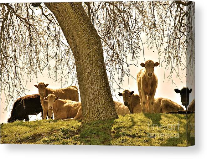 Cows Canvas Print featuring the photograph Cows Under Oak by Amy Fearn