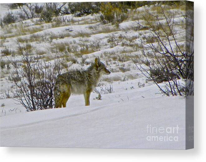 Coyote Canvas Print featuring the photograph Coyote In The Snow by Tisha Clinkenbeard