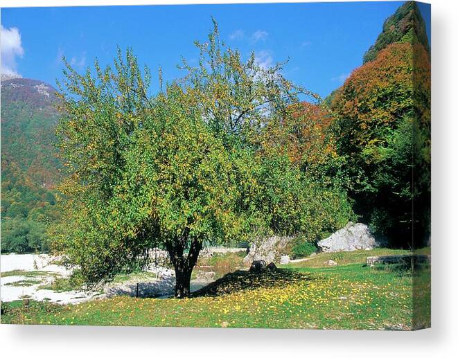 Crab Apple Canvas Print featuring the photograph Crab Apple (malus Sylvestris) by Bruno Petriglia/science Photo Library