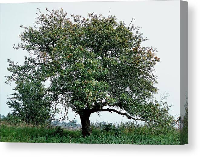 Malus Sylvestris Canvas Print featuring the photograph Crab Apple Tree (malus Sylvestris) by G A Matthews/science Photo Library