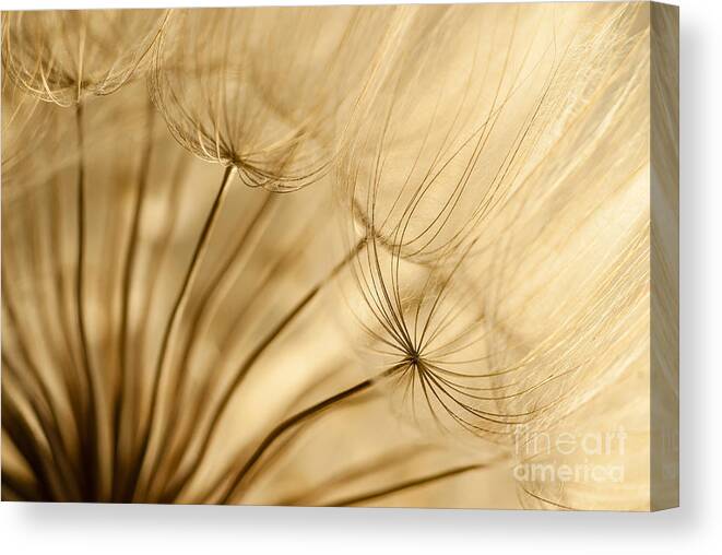 Dandelion Canvas Print featuring the photograph Creamy Dandelions by Iris Greenwell