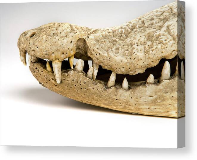 Anatomy Canvas Print featuring the photograph Crocodile Jaws And Teeth by Ucl, Grant Museum Of Zoology