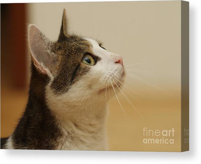 Cat Canvas Print featuring the photograph Curious Cat by Brinkmann/Okapia