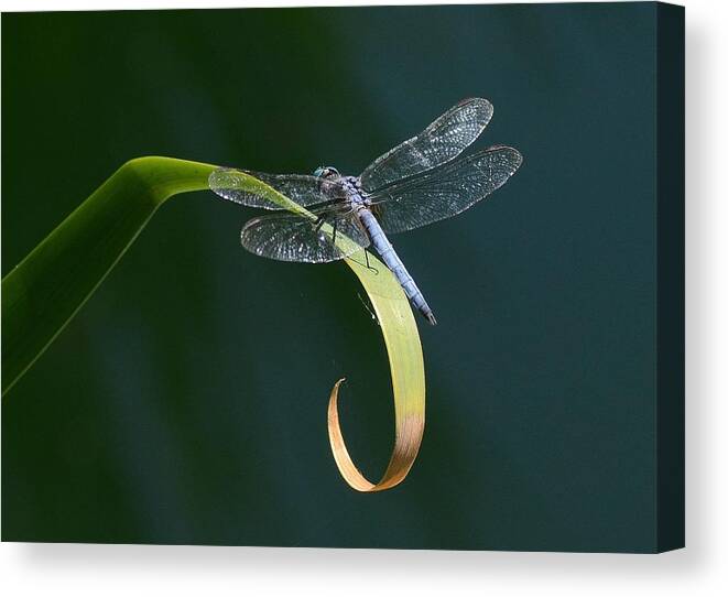 Blue Dasher Dragonfly Canvas Print featuring the photograph Curves by Fraida Gutovich