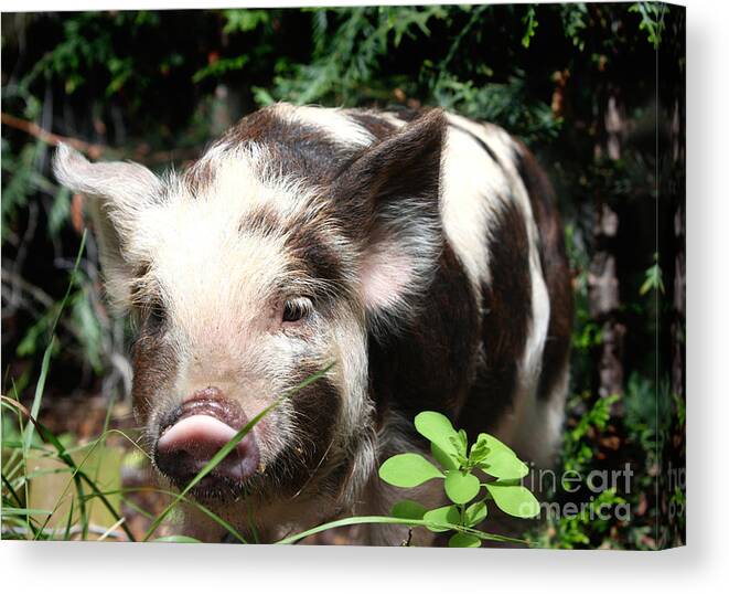 Baby Canvas Print featuring the photograph Cute baby hairy piglet by Simon Bratt