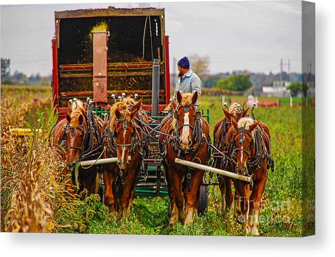 Horse Canvas Print featuring the photograph Cutting Silage 2 by Mary Carol Story