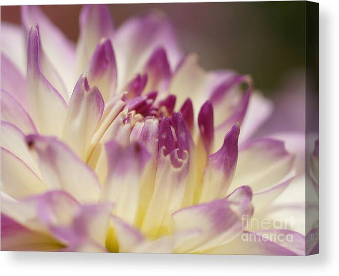 Nature Canvas Print featuring the photograph Dahlia 2 by Rudi Prott