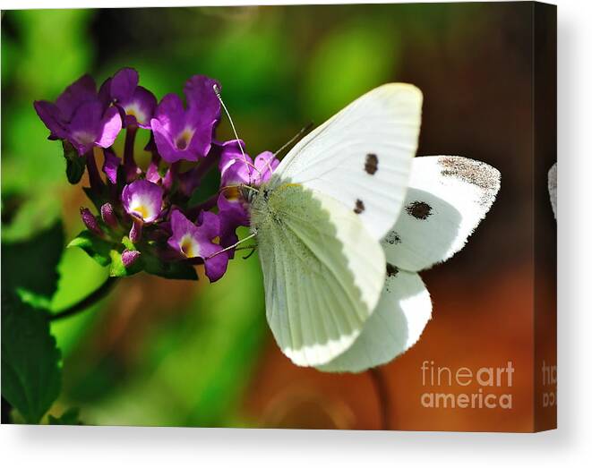 Photography Canvas Print featuring the photograph Dainty Butterfly by Kaye Menner