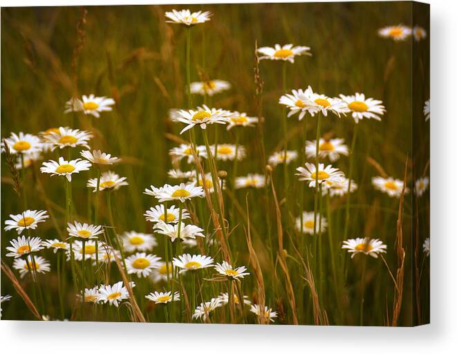 Daisies Canvas Print featuring the photograph Daisies by Mel Hensley