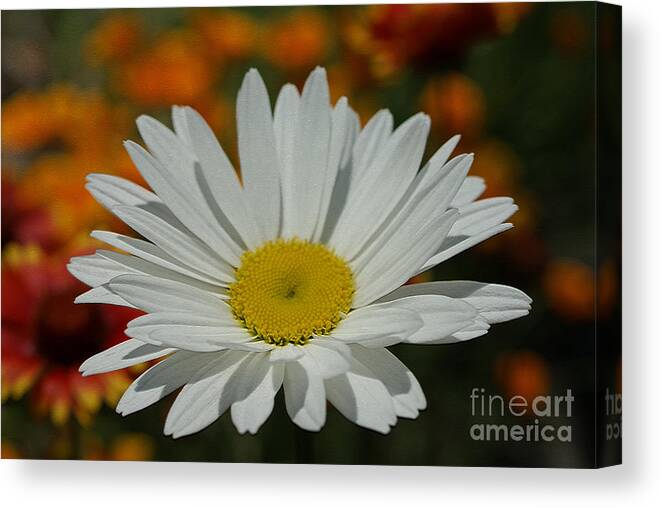 Flower Canvas Print featuring the photograph Daisy by Nur Roy