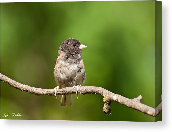 Animal Canvas Print featuring the photograph Dark Eyed Junco by Jeff Goulden