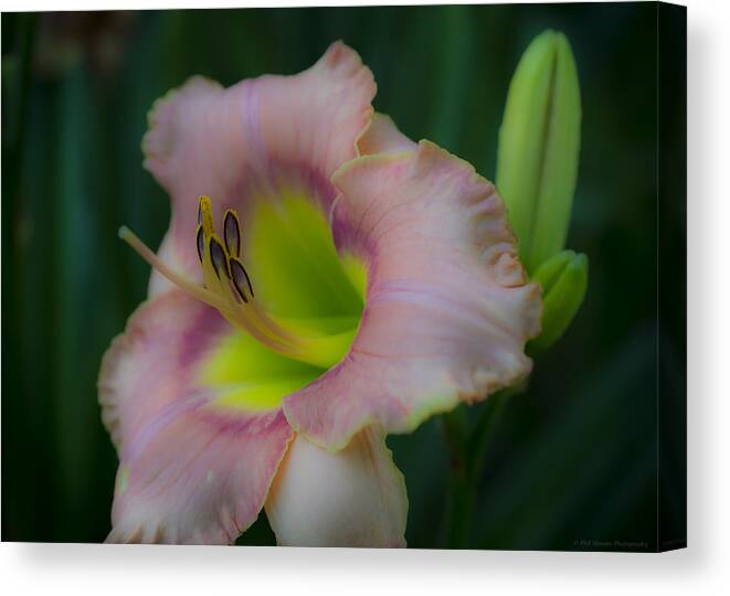 Flowers Canvas Print featuring the photograph Daylily by Phil Abrams