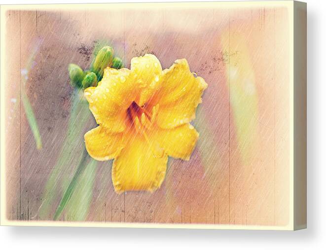 Yellow Daylilies. Daylilies. Daylily. Yellow Flowers. Green Stems. Texture. Photography. Print. Canvas. Poster. Greeting Card. Mother's Day Greeting Card. Get Well Greeting Card. Birthday Greeting Card. Nature. Digital Art. Canvas Print featuring the photograph Daylily Showers by Mary Timman