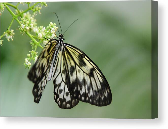 Butterfly Canvas Print featuring the photograph Delicate by Tam Ryan