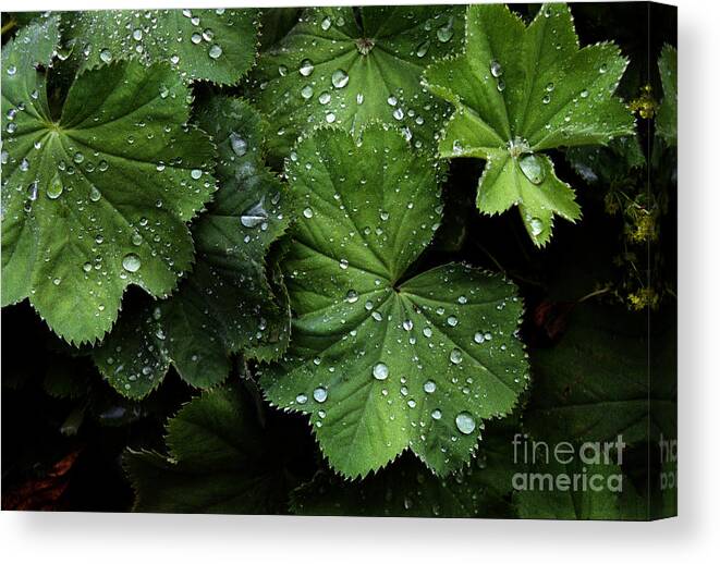 Color Canvas Print featuring the photograph Dew on Leaves by Tom Brickhouse