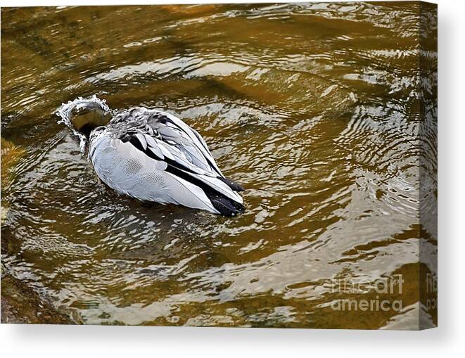 Photography Canvas Print featuring the photograph Diving Duck by Kaye Menner